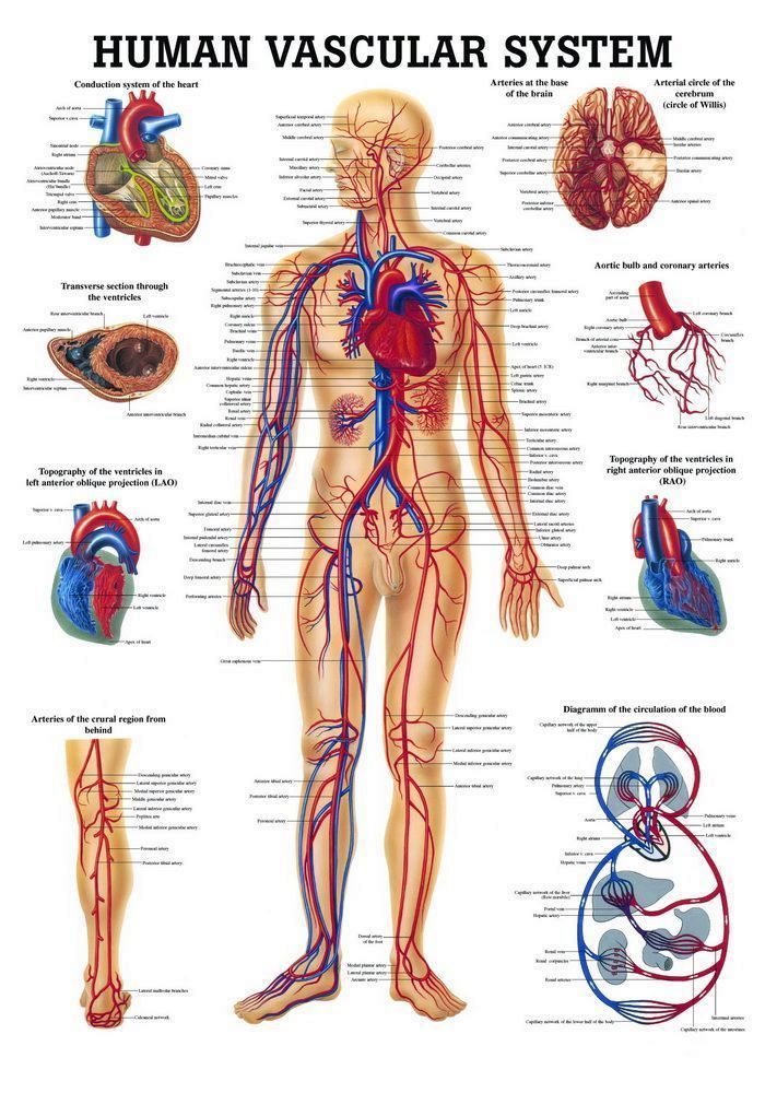Human Vascular System, 70x100 cm, Papier, Bestellnummer CH06