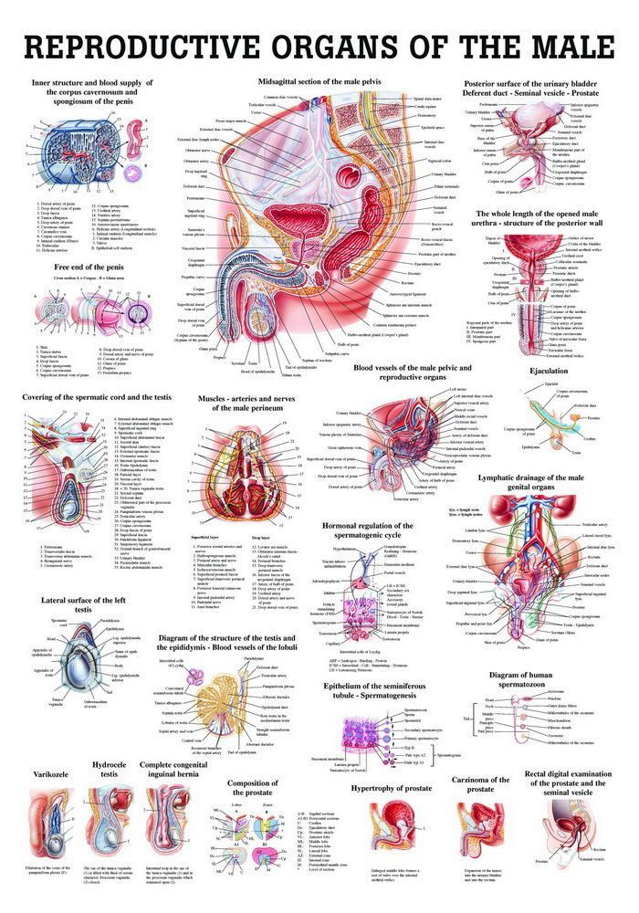 Reproductive Organs of the Male, 70x100 cm, Papier, Bestellnummer CH23