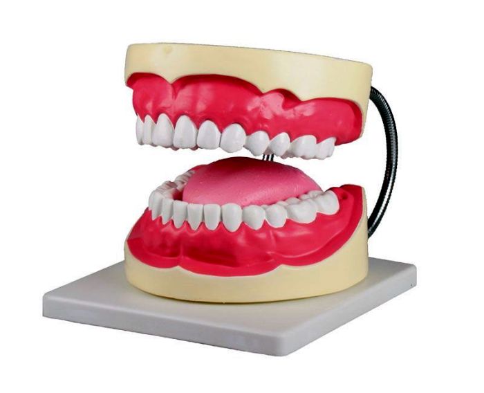 Zahnpflegemodell, 3-fache Größe, Bestellnummer D216