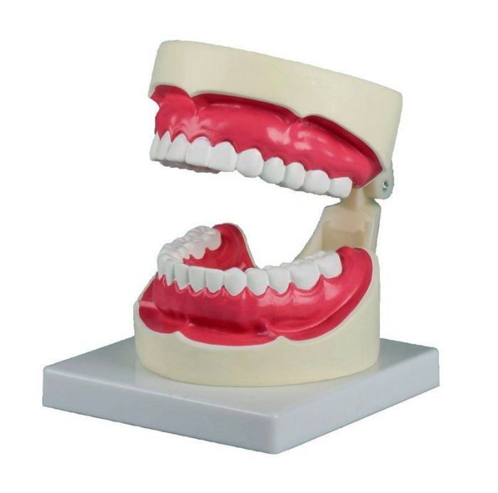 Zahnpflegemodell, 1,5-fache Größe, Bestellnummer D217