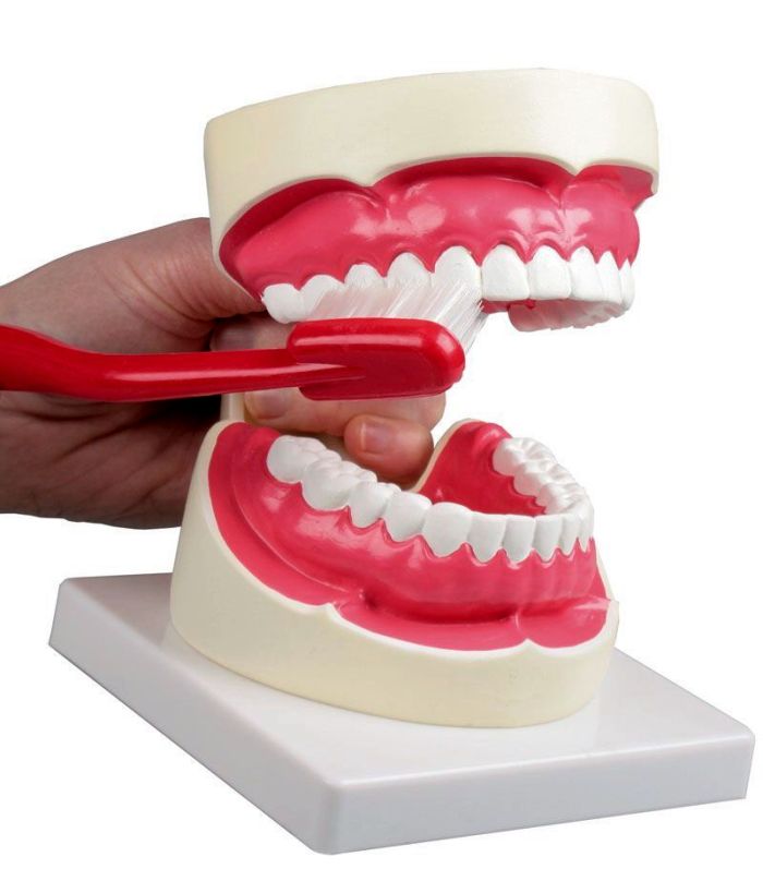 Zahnpflegemodell, 1,5-fache Größe, Bestellnummer D217