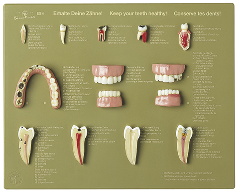 Schaukasten Erhalte Deine Zähne, Bestellnummer ES 6