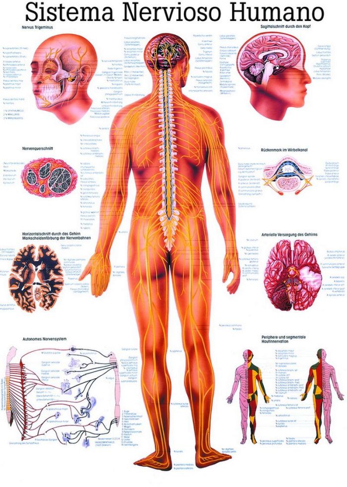 Sistema Nervioso Humano, 70x100 cm, Papier, Bestellnummer ES05