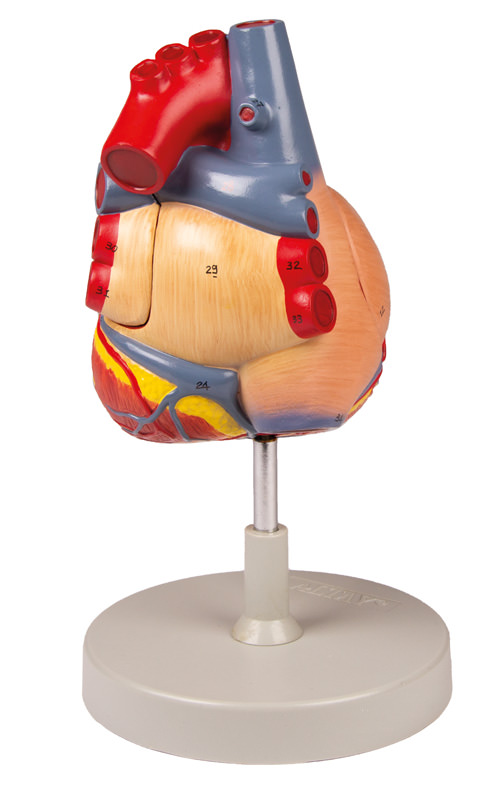 Herzmodell, 2-fache Lebensgröße, 4 Teile, Bestellnummer G112