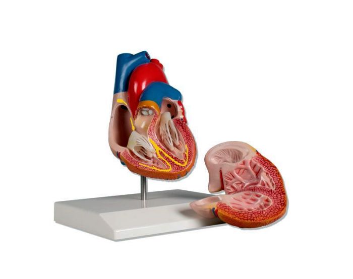 Herzmodell, 2-teilig mit Reizleitungssystem, Bestellnummer G207