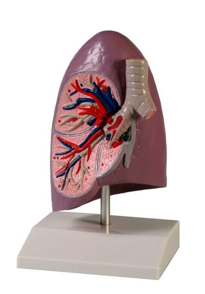 Lungenhälfte, natürliche Größe, Bestellnummer G253