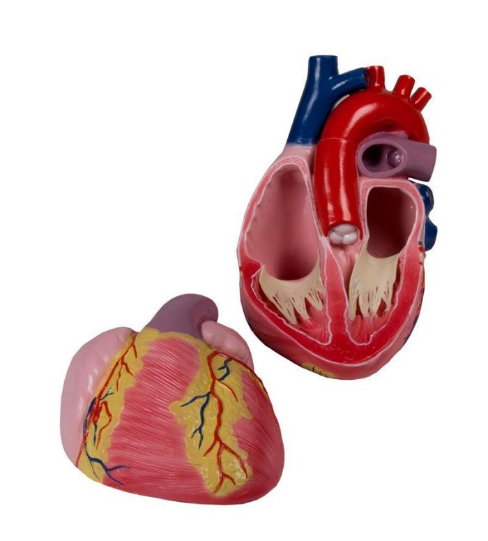 Großes Herzmodell, 3-fache Lebensgröße, 2 Teile, Bestellnummer G254