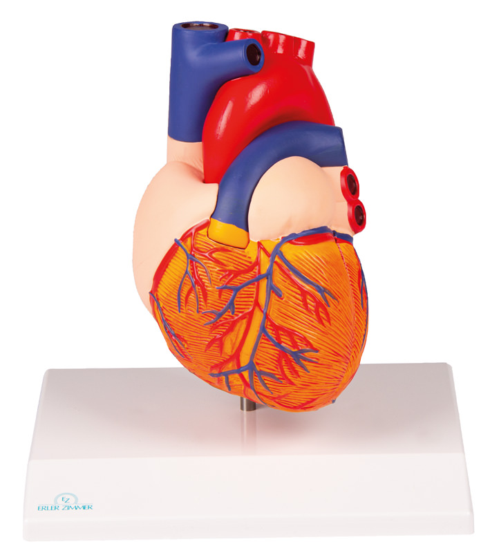 Herzmodell, natürliche Größe, 2 Teile - EZ Augmented Anatomy, Bestellnummer G310