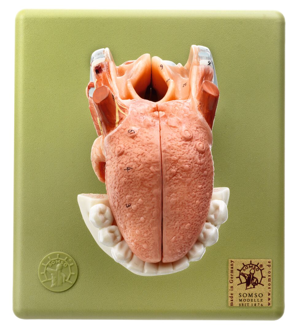 Larynx with Tongue