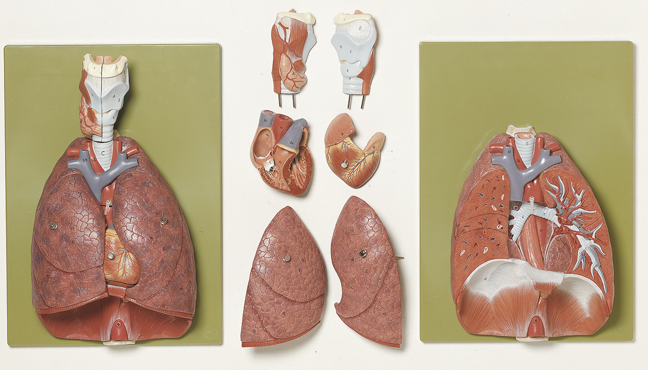 Lunge mit Herz, Zwerchfell und Kehlkopf, Bestellnummer HS 7