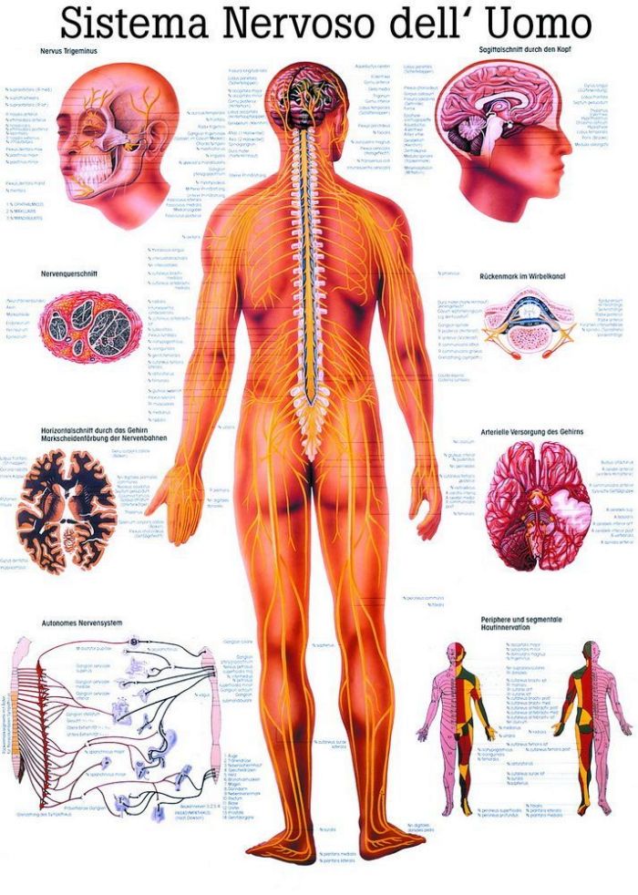 Sistema Nervoso Dell´ Uomo, 70x100 cm, Papier, Bestellnummer IT05