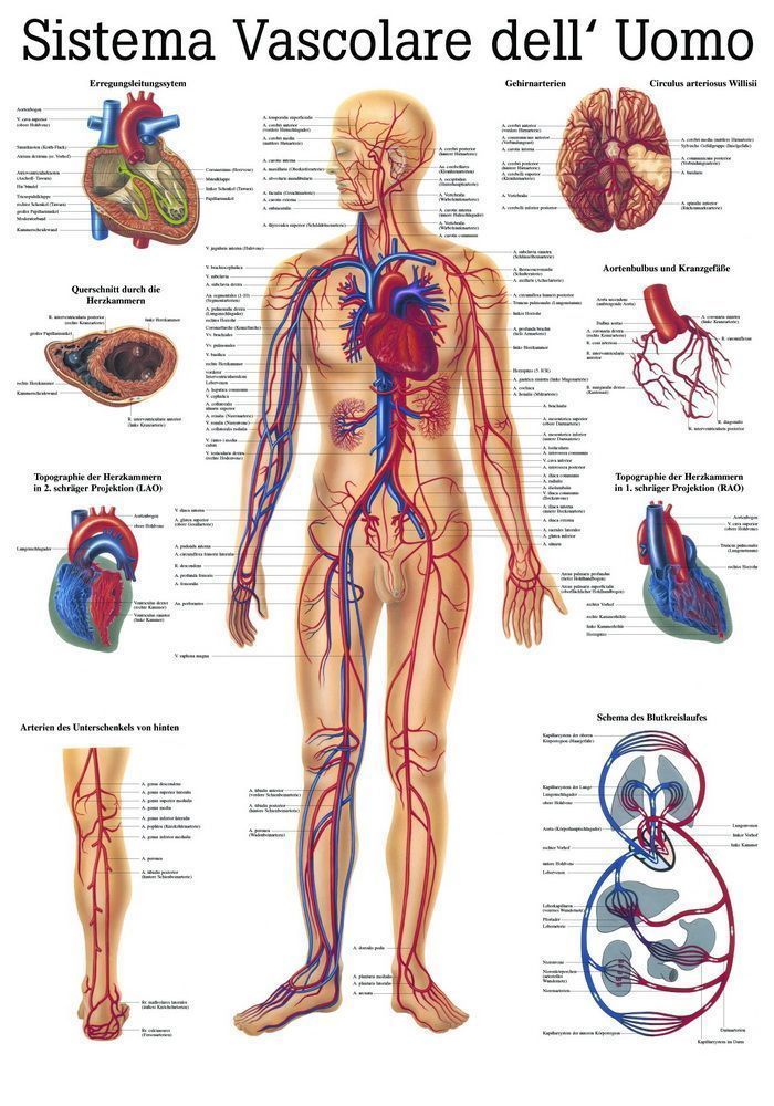 Sistema Vasculare Dell´ Uomo, 70x100 cm, laminiert, Bestellnummer IT06/L