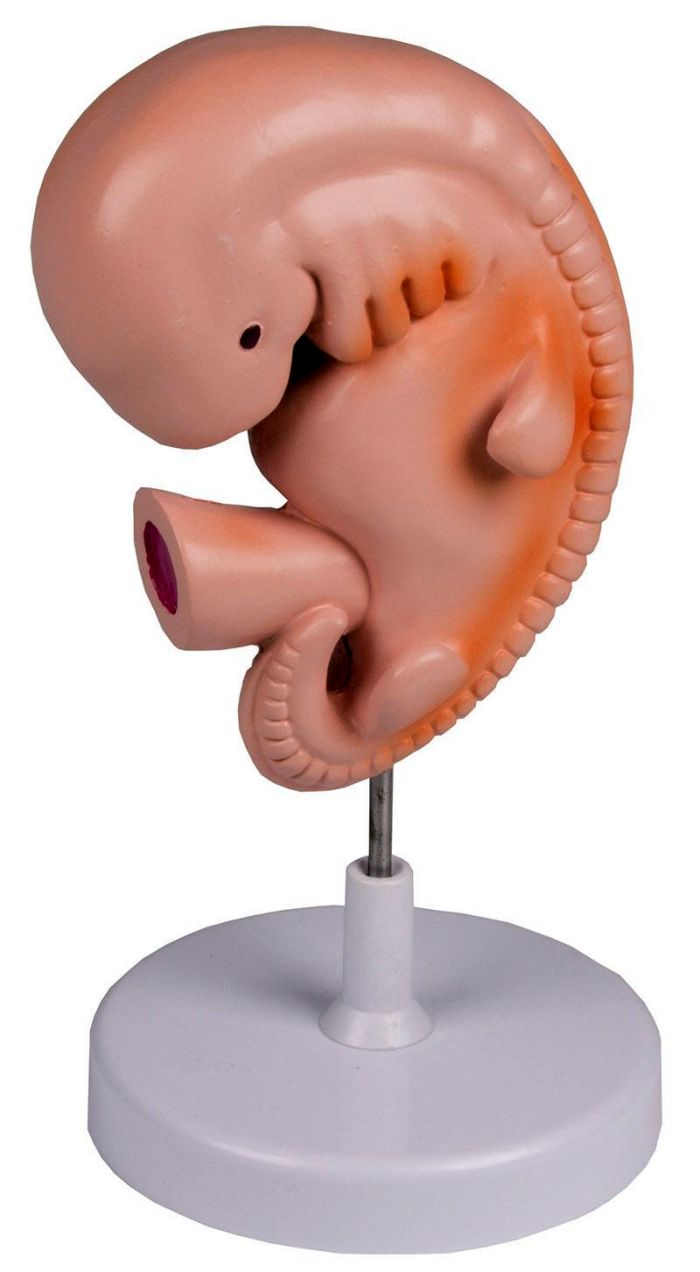 Menschlicher Embryo, 4 Wochen, Bestellnummer L215