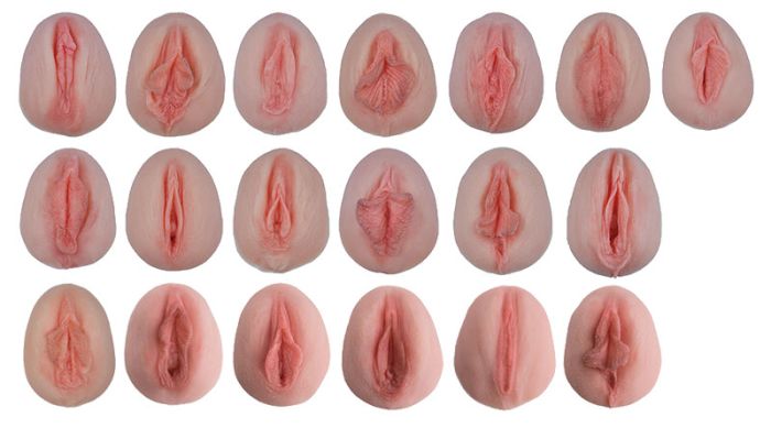 Vulva-Abdrücke mit vergleichender Anatomie, Bestellnummer L222