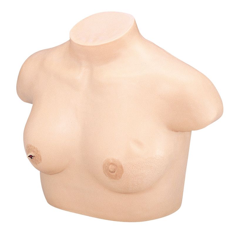 Brustkrebs-Tastmodell, Bestellnummer LM18