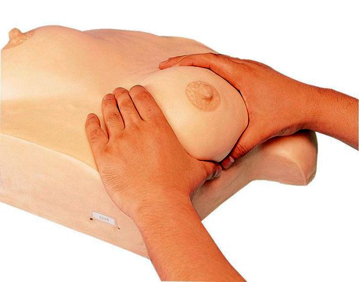 Brustpflege und -massagemodell, Bestellnummer LM24