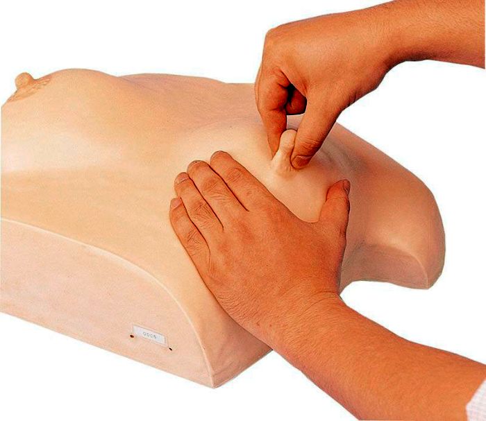 Brustpflege und -massagemodell, Bestellnummer LM24