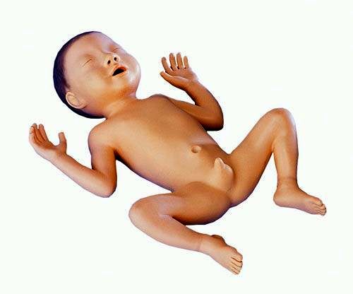 Frühgeborenen-Modell, 30 Wochen alt, Bestellnummer LM62A