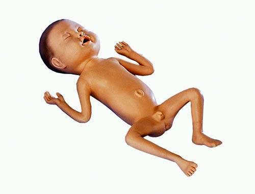 Frühgeborenen-Modell, 24 Wochen alt, Bestellnummer LM62B