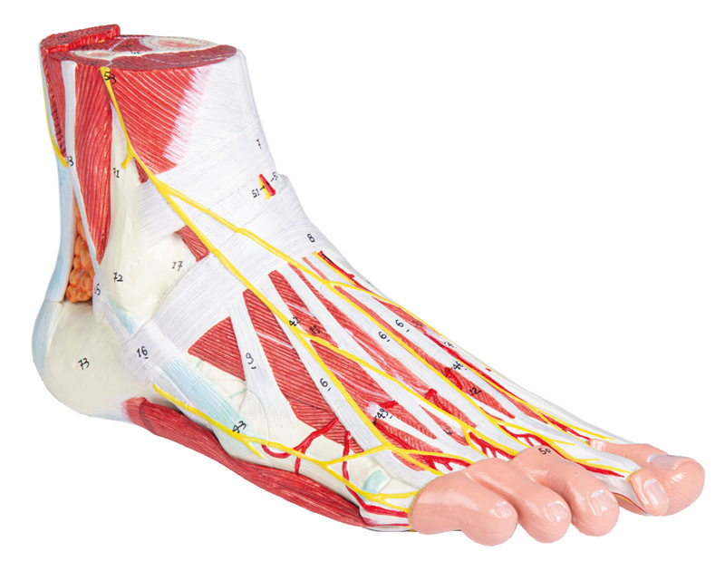 Anatomie des Fußes, 9-teilig, Bestellnummer M139