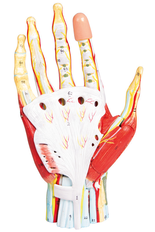 Anatomie der Hand, 7-teilig, Bestellnummer M161