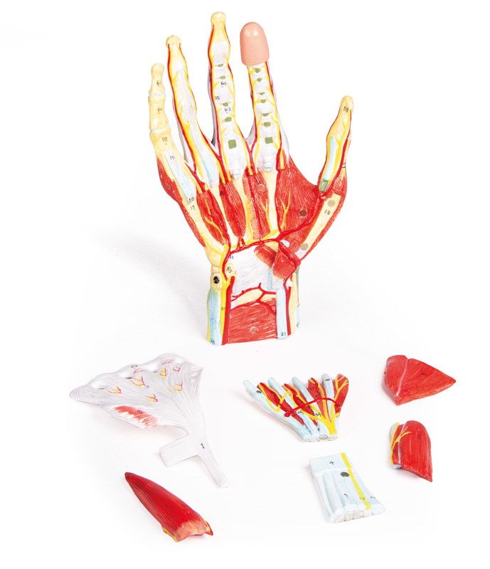 Anatomie der Hand, 7-teilig, Bestellnummer M161