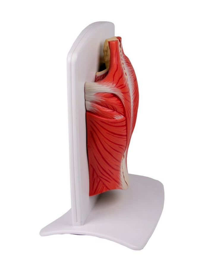 Rückenmuskulatur Modell, 4-teilig, Bestellnummer M290