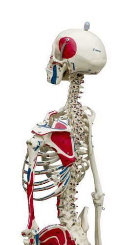 Mini-Skelett, mit flexibler Wirbelsäule, mit Muskelbemalung, schwer, Bestellnummer MI200.3