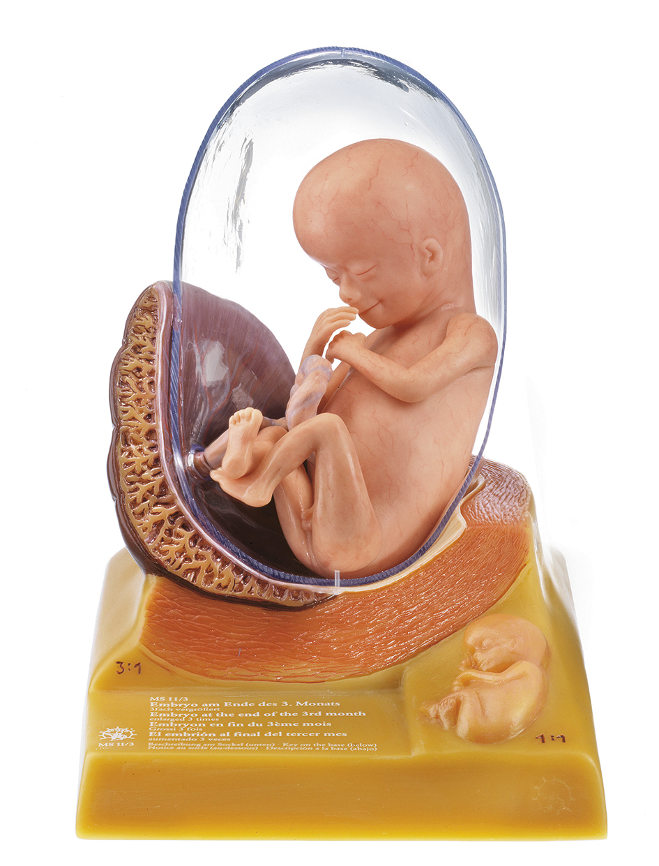 Human Embryo in the Third Month