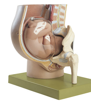 Becken mit Uterus im 9. Schwangerschaftsmonat, Bestellnummer MS 13/1
