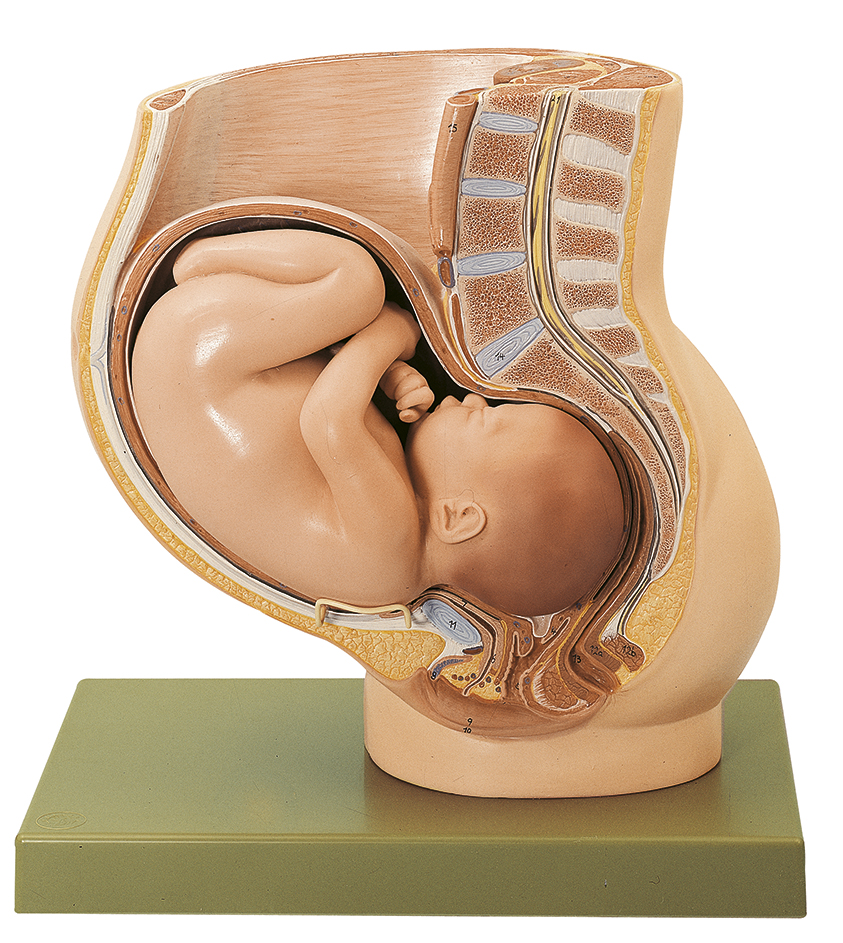 Becken mit Uterus im 9. Schwangerschaftsmonat, Bestellnummer MS 13