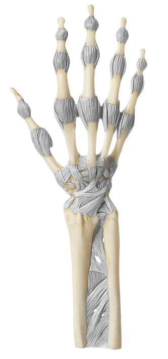 Joints of Hand and Fingers with Ligaments