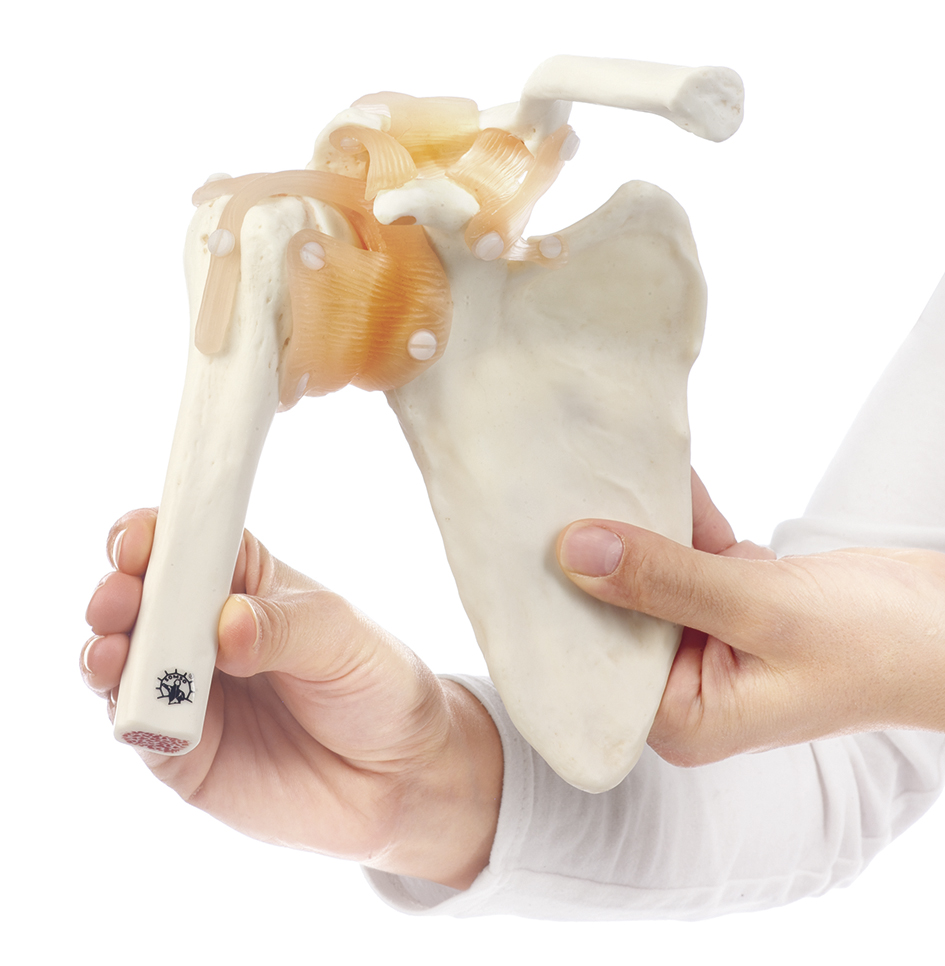 Functional Model of the Shoulder Joint