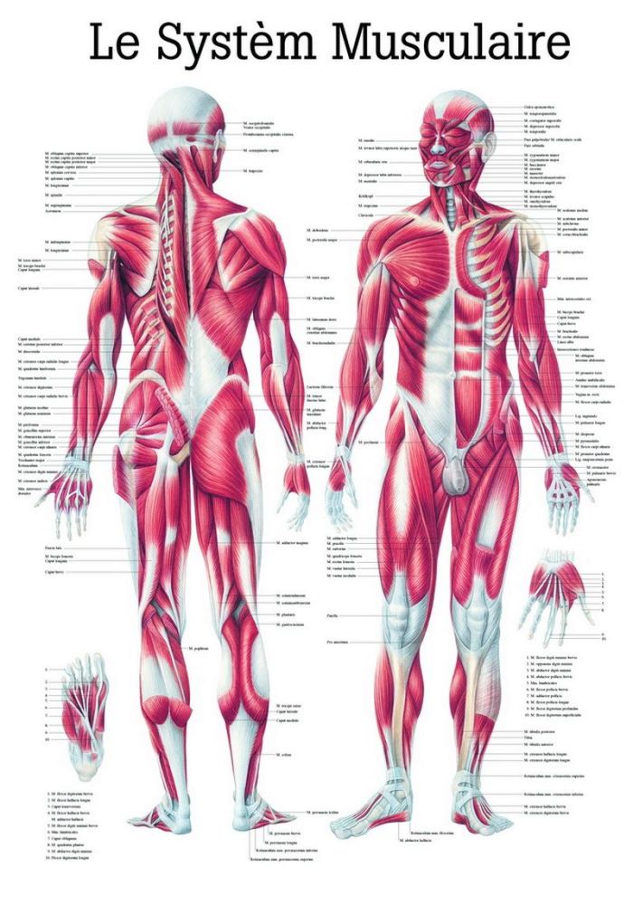 Le Systeme Musculaire, 70x100 cm, Papier, Bestellnummer PA04