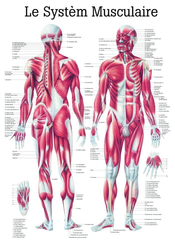 Le Systeme Musculaire, 70x100 cm, laminiert, Bestellnummer PA04/L