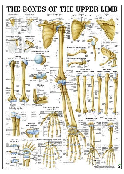 Bones of upper limb , englisch, 50x70 cm, laminiert, Bestellnummer PO63e/L