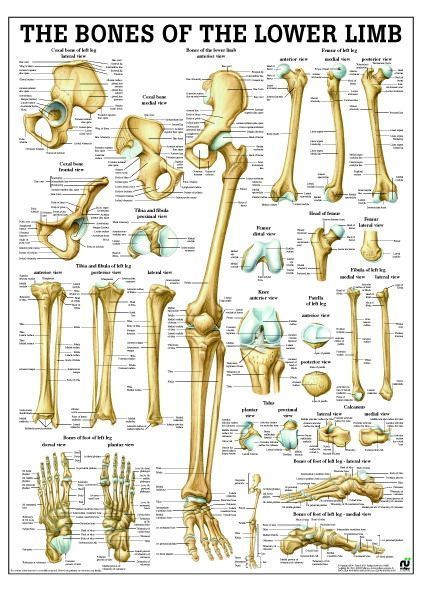 Bones of lower limb, englisch, 50x70 cm, Papier, Bestellnummer PO67e