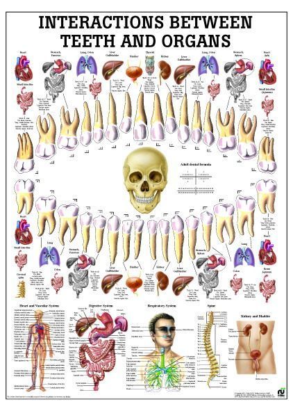 Relationship Teeth-Organs, englisch, 70x100 cm, Papier, Bestellnummer CH75
