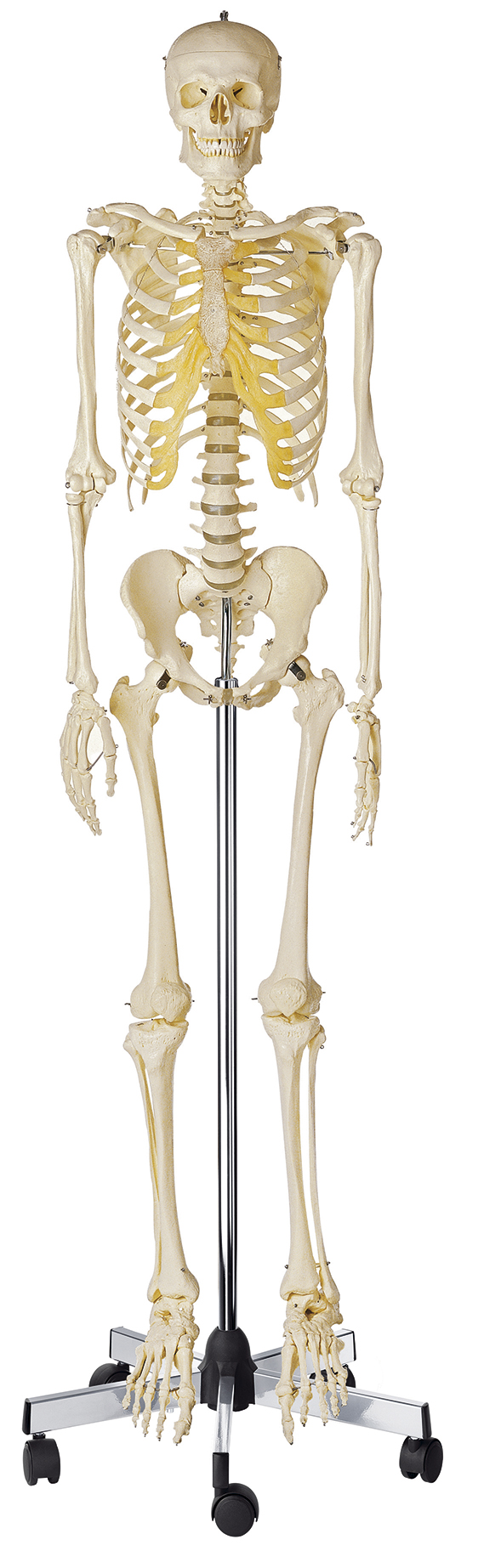 Künstliches Homo-Skelett, männlich, Bestellnummer QS 10/1