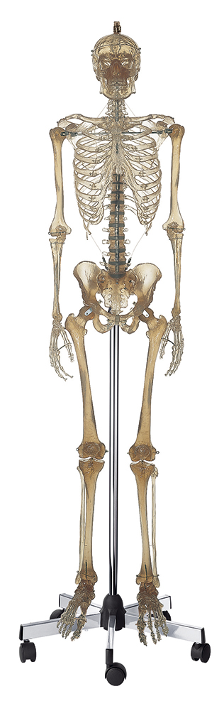 Künstliches transparentes Homo-Skelett, Bestellnummer QS 10/12T