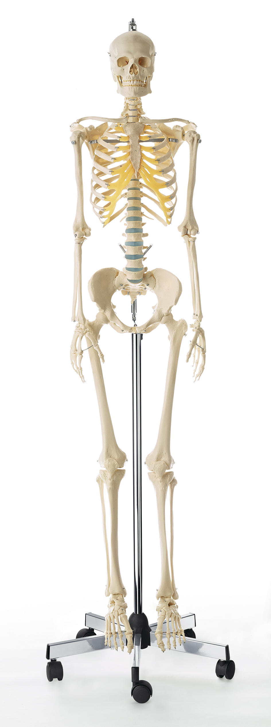 Künstliches Homo-Skelett, weiblich, Bestellnummer QS 10/13