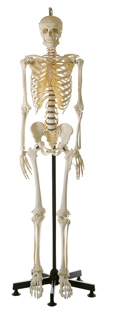 Künstliches Homo-Skelett, männlich, Bestellnummer QS 10/14