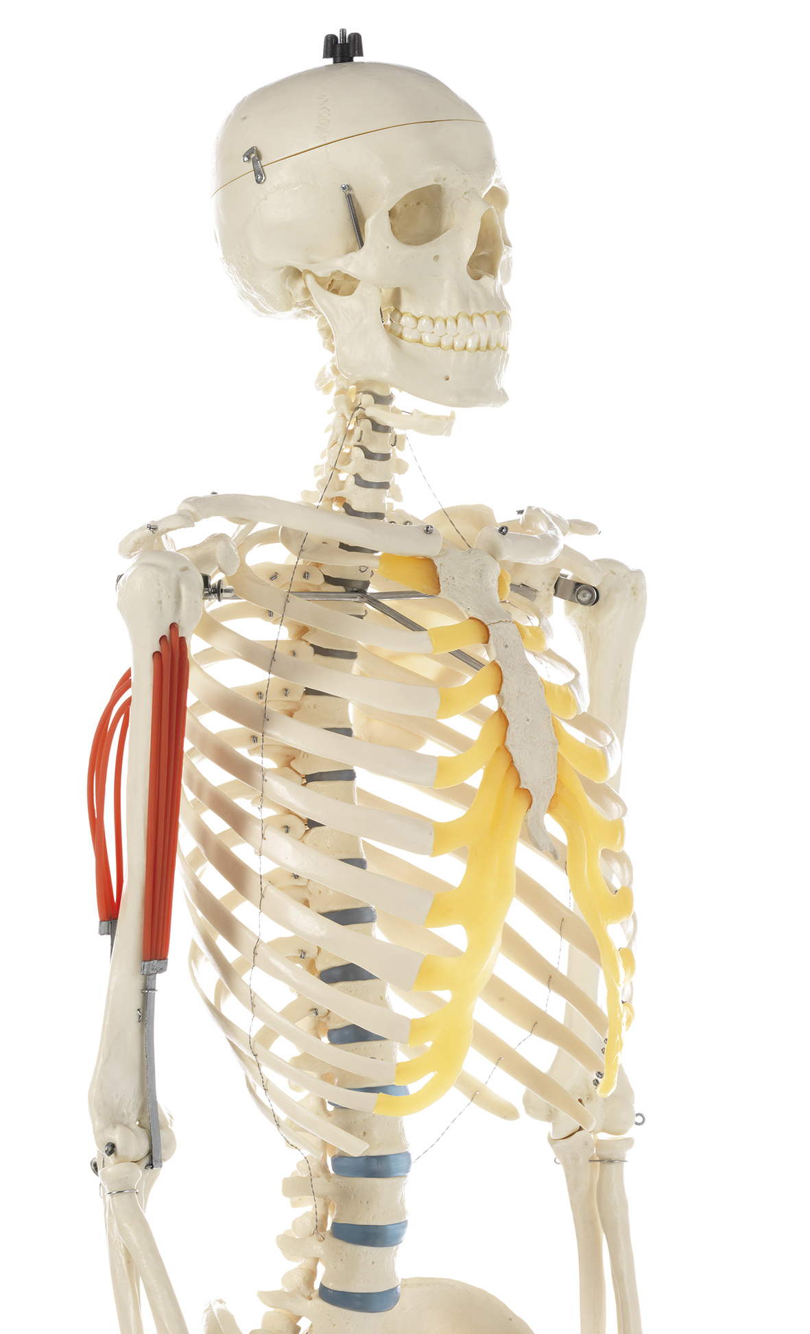 Künstliches Homo-Skelett, Bestellnummer QS 10/2