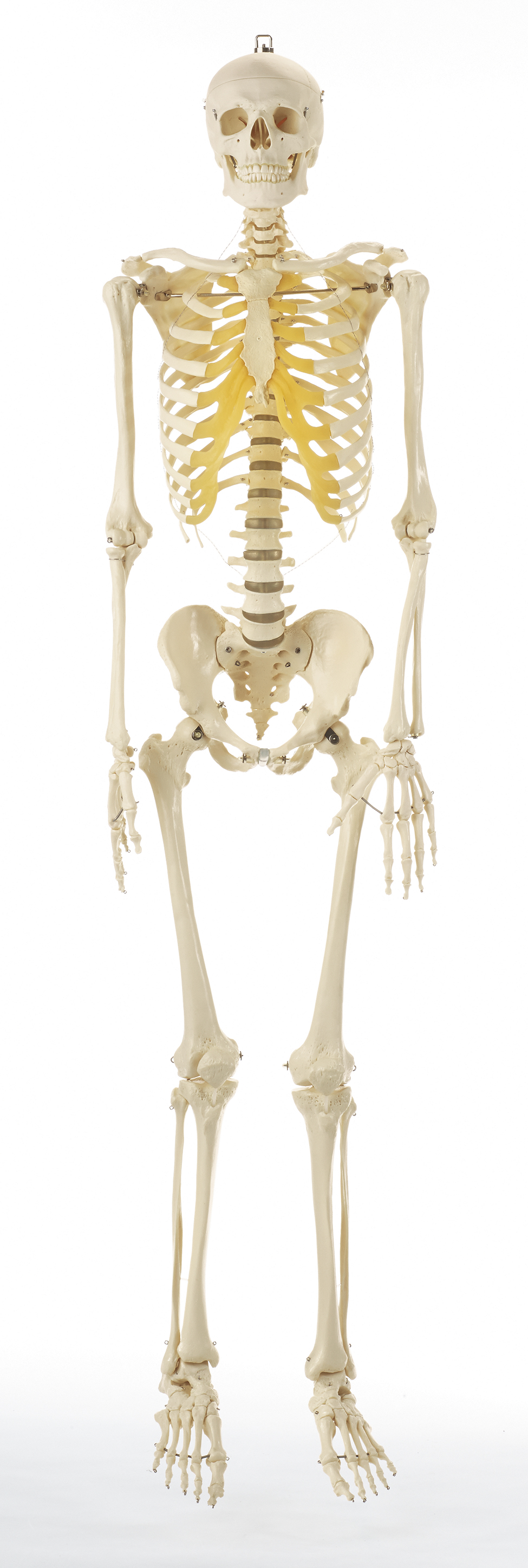 Künstliches Homo-Skelett, Bestellnummer QS 10/3