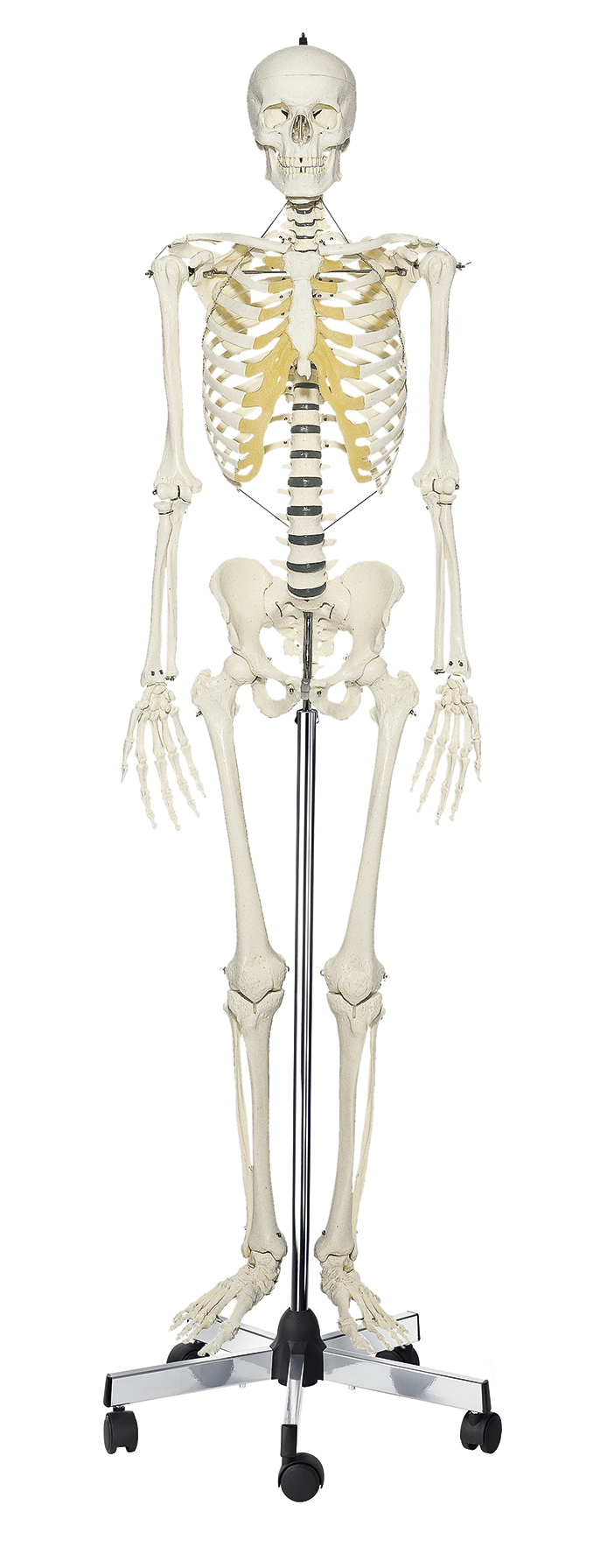 Künstliches Homo-Skelett, Bestellnummer QS 10/E