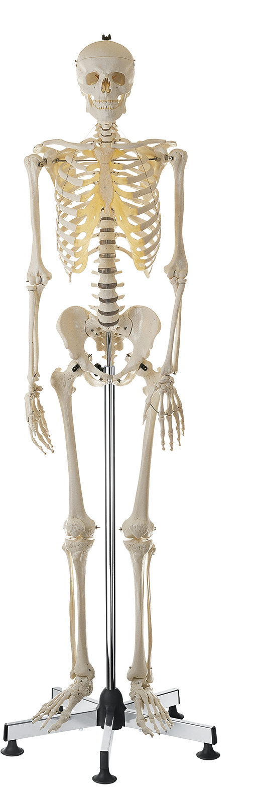 Künstliches Homo-Skelett, Bestellnummer QS 10