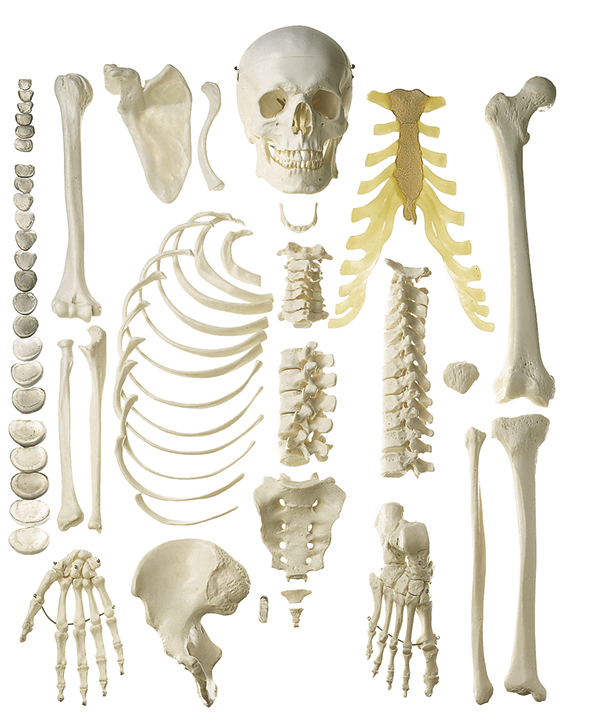 Unmontiertes Homo-Skelett, männlich, Bestellnummer QS 40/1