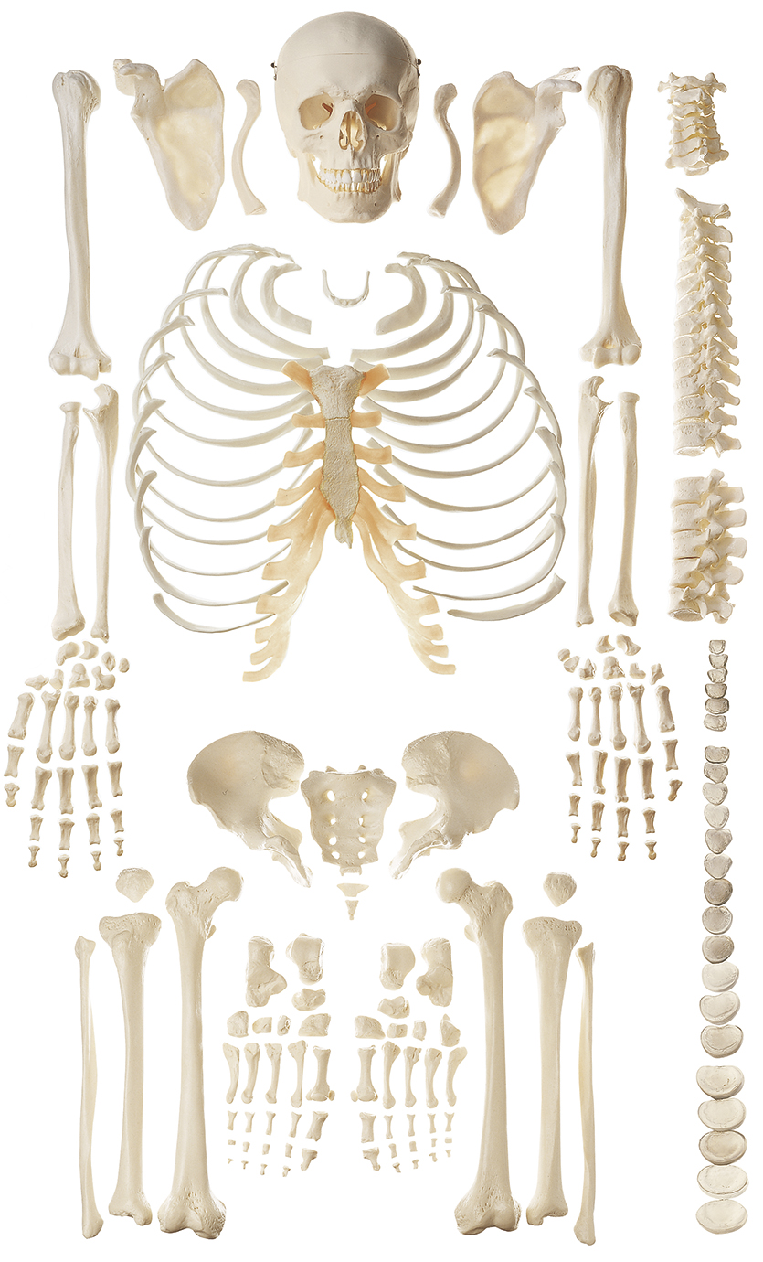 Unmontiertes Homo-Skelett, Bestellnummer QS 40/2