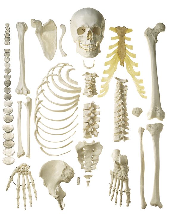 Unmontiertes halbes Homo-Skelett, Bestellnummer QS 41/1