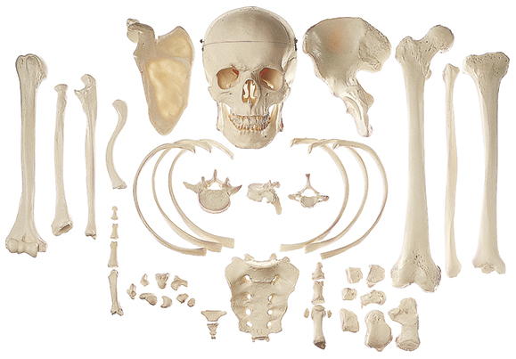 Sammlung typischer Knochen vom Menschen, Bestellnummer QS 42